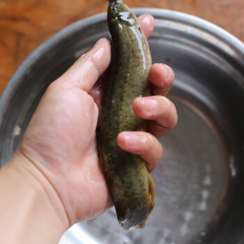 泥鳅鲜活养殖食用新鲜大泥鳅淡水鱼按斤鱼筏钓鱼台湾小泥鳅苗【泥鳅