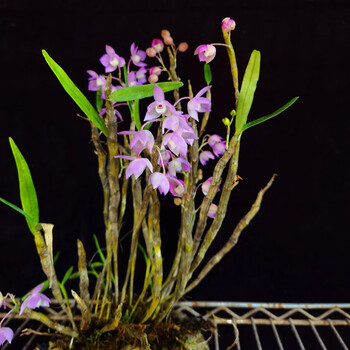 重唇石斛 兰花盆栽盆景花卉绿植物阳台附生兰吊兰 粉