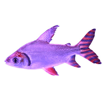 飞凤鱼美鱼侧线鲫金凤银凤泰国红鳍清道夫金龙红龙搭配鱼活体16 17厘米花纹 图片价格品牌报价 京东