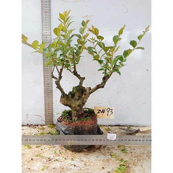 紫薇树桩盆景熟桩桌面盆栽小叶百日红小老桩趣味美观阳台花卉绿植 zw