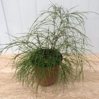 潮汕红花  仙草 抹草 春草吉祥草阳台盆栽喜庆吉祥植物 朵芮蜜 吉祥草