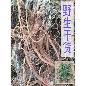 地丁中药原材料野外生紫花地丁萝卜甜地丁根新货干米口袋500g老鼠布袋