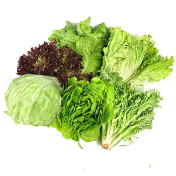 青樱红荔新鲜沙拉蔬菜组合 苦菊球生菜绿叶红叶罗马生菜西餐沙拉食材