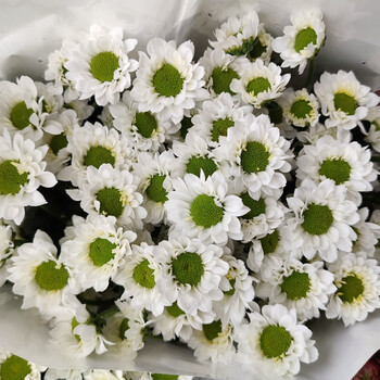 daydayflower 小雏菊二 颜色丰富花期长 小清新 多头小菊 云南基地