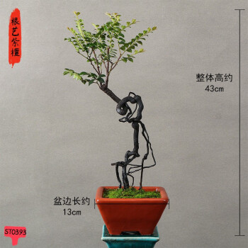 艺术盆栽小植物型号规格- 京东