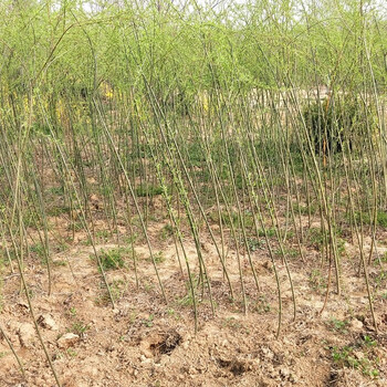 绿化苗木柳树苗青皮垂柳树苗路边河边绿化造景苗木经济型耐涝苗木 1.
