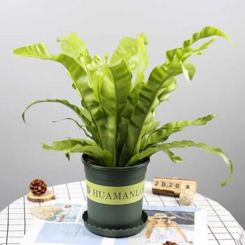 畅微鸟巢蕨盆栽室内四季常青蕨类植物富贵蕨喜阴好养耐寒盆栽网红蕨类绿植净化空气一盆 图片价格品牌报价 京东