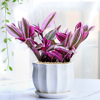 v)婚礼油画吊兰盆栽兰锦紫兰露阳台室内办公桌水培植物好养绿 油画