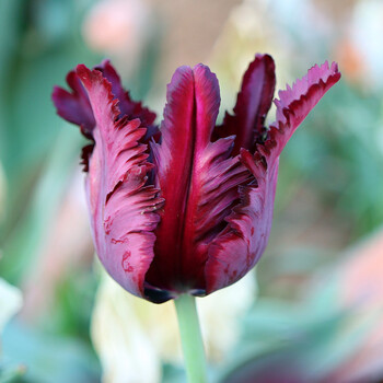 4颗鹦鹉郁金香种球重瓣特殊盆栽耐寒办公桌阳台窗台风信子百合芳香