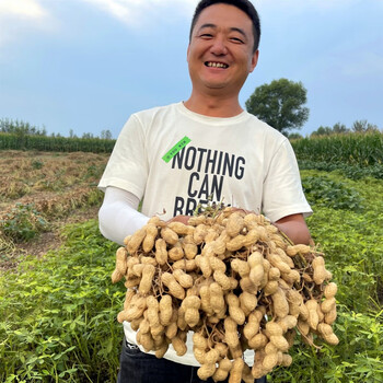花生种子原种农科院新品种高产花生种子千斤王全国适种花育60大果