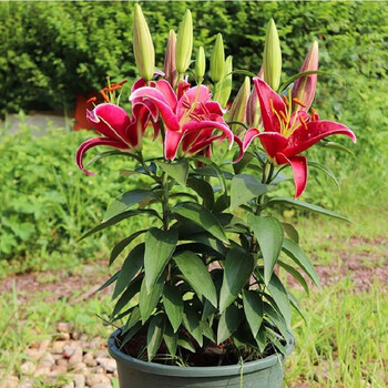 3颗香水百合花种子百合花盆栽百合种球带芽四季室内绿植红色香水百合种球3颗 加仑盆 土 生根粉 图片价格品牌报价 京东