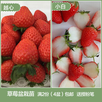草莓苗100120盆栽苗 红颜艳丽 越心等阳台庭院水果苗 越心 小白 15cm