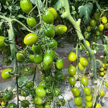 青口蜜小番茄种子苗绿色樱桃番茄圣女果口感脆甜糖度高小西红柿 青口