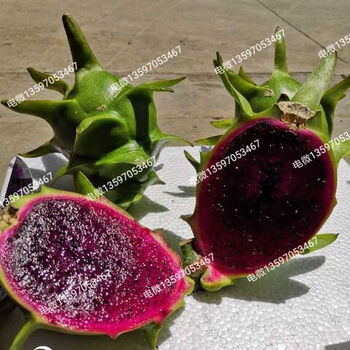 火龙果苗果树红心盆栽蓝皮四季果耐寒室内当年结果南北方四季种植