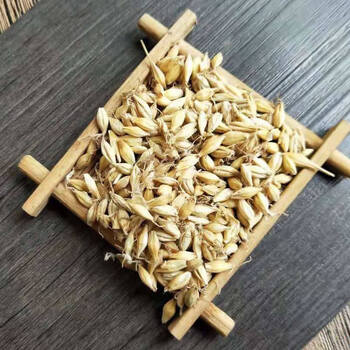 中药材回奶大断奶茶麦牙麦芽茶泡水100g500g可搭山楂炒麦芽 生麦芽