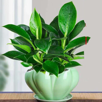 大叶金钻盆栽四季常青吸甲醇净化空气大型绿植花卉3040厘米工具裸根不