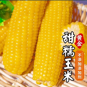 密农人家黄金甜糯玉米非转基因玉米棒东北甜糯黏玉米棒子速冻3袋9根三