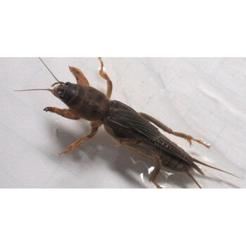 蝼蛄拉拉蝲蝲蛄美味蝼蝈50克