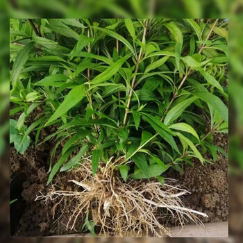 伤力草苗商丘配方中成药强身健体新鲜伤力草损伤伤力草苗端午节 4颗伤