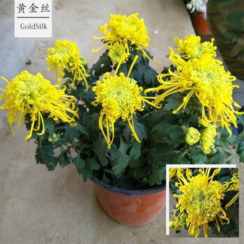 菊花盆栽千头菊荷兰菊花苗带花苞四季菊四季好养乒