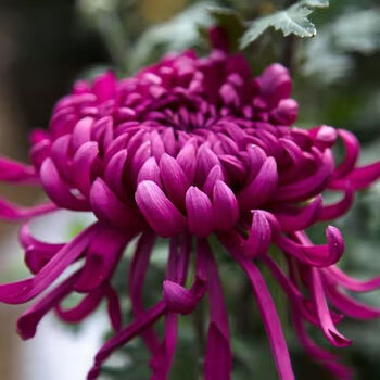 四季开室内多头千丝阳台庭院花卉植物乒乓菊 紫绣球【带花苞 带土球】