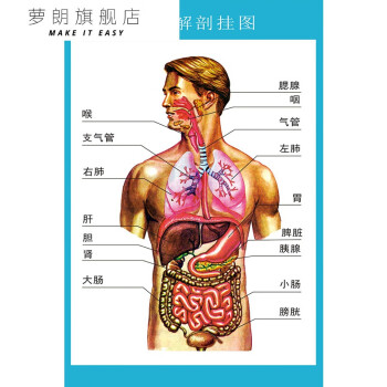 蘿朗 人體解剖圖結構示意圖人體內臟器官骨骼肌肉構造掛圖全身解刨圖