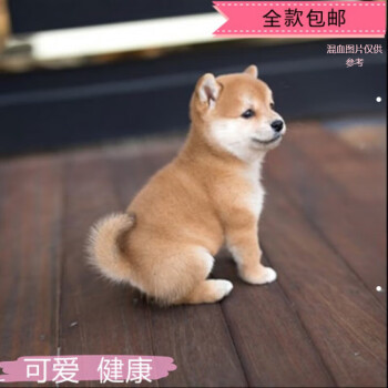 柴犬宠物价格报价行情- 京东