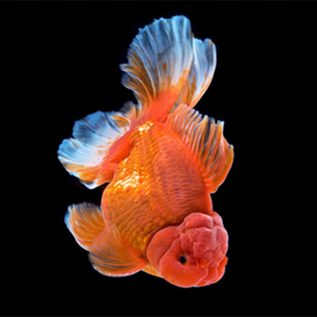 包活好养淡水冷水观赏鱼百褶泰狮金鱼精品活鱼进口f1泰师百褶裙79cm