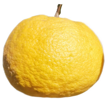 湖北酸抛柑臭皮柑抛柑新鲜黄皮水果湖南苦酸泡柑酸柑子 5斤中果