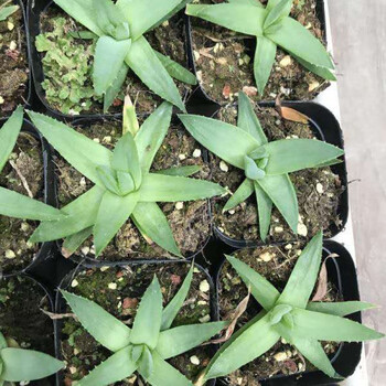 女王芦荟植物旋转芦荟苗盆栽螺旋室内多肉稀有品种肉肉花卉46cm一颗不