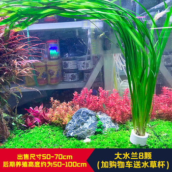 迷你水兰水草苦草椒草原生溪流鱼缸造景套餐懒人阴性水下淡水植物大水兰8颗 图片价格品牌报价 京东 迷你水兰水草苦草椒草原生溪流鱼缸造景套餐懒人阴性水下淡水植物大水兰8颗 图片价格品牌报价 京东