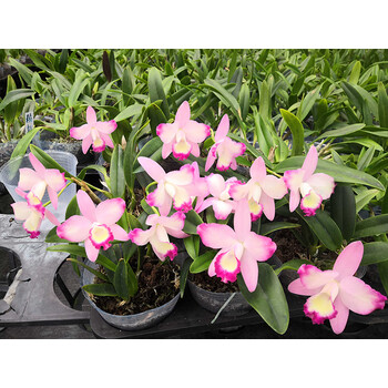 秋石斛盆栽泼墨秋石斛日本泼墨石斛兰花洋兰办公室绿植 卡特兰(不带花