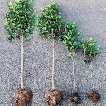 地栽大型四季桂花树苗庭院浓香花卉常青植物盆景金桂丹桂室内盆栽四季桂高70厘米 1米不含盆 图片价格品牌报价 京东