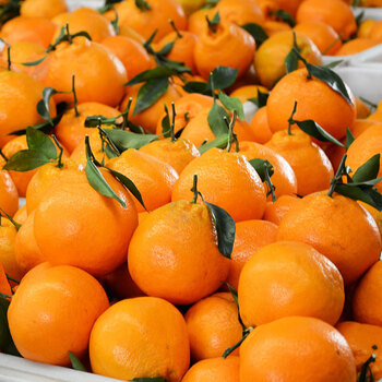 现货春见粑粑柑四川大桔子新鲜水果当季年货生鲜团购送礼大果3斤