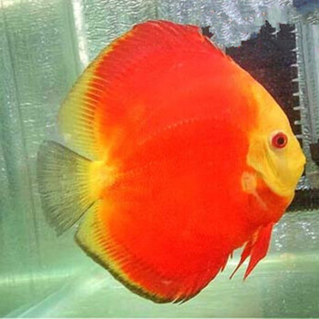 kjhgf高品质热带淡水鱼七彩神仙鱼成鱼燕鱼风水鱼红鸽子七彩活体鱼810