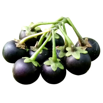 新鲜龙葵果 黑悠悠 黑呦呦 黑星星 天茄子果 250g