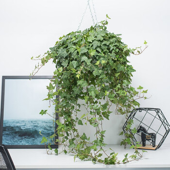 常春藤盆栽挂墙植物好养常青藤绿植吊兰长青藤绿植垂吊盆栽长春藤f6