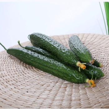 新鲜蔬菜长条黄瓜带刺青瓜山东老土黄瓜农家种植凉拌生吃3斤