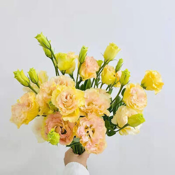 四月你好:路过千山万重 祝你与温柔重逢 洋桔梗 香槟色