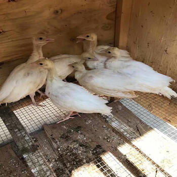 【京东推荐】白孔雀苗,花孔雀苗,鸟活物 小型 七个月白孔雀(公母同价)