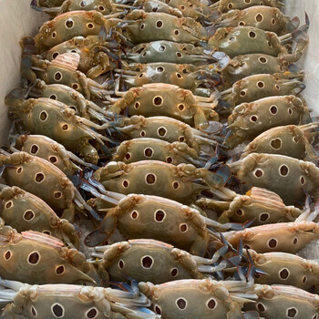 南海三眼蟹鲜活冷冻三目蟹海捕三点蟹深海梭子蟹海鲜【顺丰】 60g 约