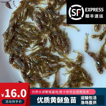 慢镜头黄颡黄刺黄鸭叫黄桑黄辣丁鱼苗淡水冷水小鱼苗活体耐活好阳鱼塘
