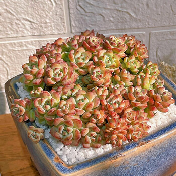 多肉植物超大颗老桩群生云南肉肉花卉含盆好养大盆阳台盆栽 焦糖精灵