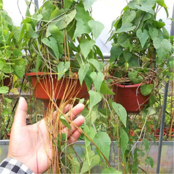 幽梦攀援花卉奇特藤本植物会长彩色气生根红藤带须藤长2米左右不含盆