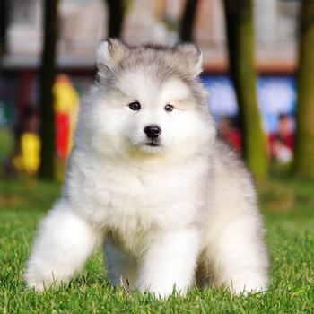180天保障纯种阿拉斯加幼犬活体宠物狗狗雪橇犬阿拉斯加狗狗巨型熊版