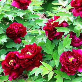 菏泽观赏牡丹花苗盆栽庭院花卉洛阳牡丹树苗室内外阳台重瓣大花 23莫