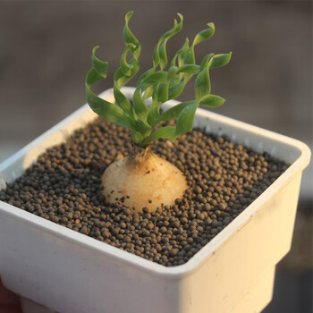 宽叶弹簧草断崖女王多肉植物球根观叶块根玫瑰大戟实生母本睡布袋龟甲龙宽叶弹簧草2厘米裸根发货 图片价格品牌报价 京东