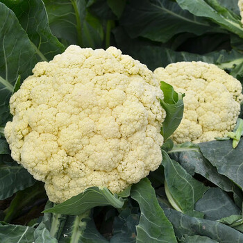 美农汇青梗松花菜种子有机菜花金色花菜种籽四季西兰花彩色花菜宝塔菜花椰菜种子菜园盆栽蔬菜种籽西蓝花种孑松华90松花菜种子100粒 图片价格品牌报价 京东 美农汇青梗松花菜种子有机菜花金色花菜种籽四季西兰花彩色花菜宝塔菜花椰菜种子菜园盆栽蔬菜种籽西蓝花种孑松华90松花菜种子100粒 图片价格品牌报价 京东