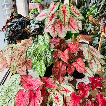 水无怜奈彩叶芋盆栽白色恋人草莓之心五彩芋阳台客厅耐热四季好养彩叶