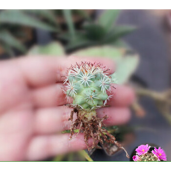 实生蓬莱宫仙人球 开花多肉植物迷你小苗盆栽花卉萌肉肉 1-2cm小苗